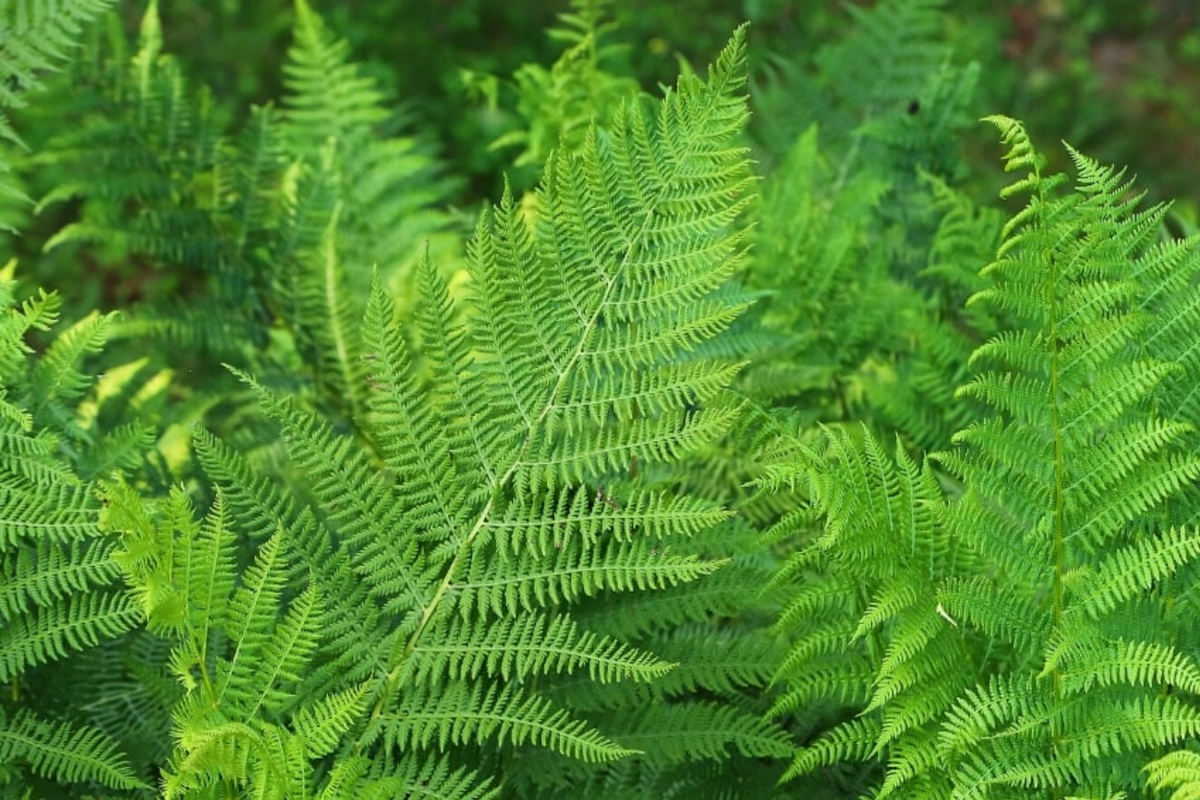 Lady Fern (Athyrium filix-femina) Bare Root Plants — 10 Starter Perennial Ferns for Shade