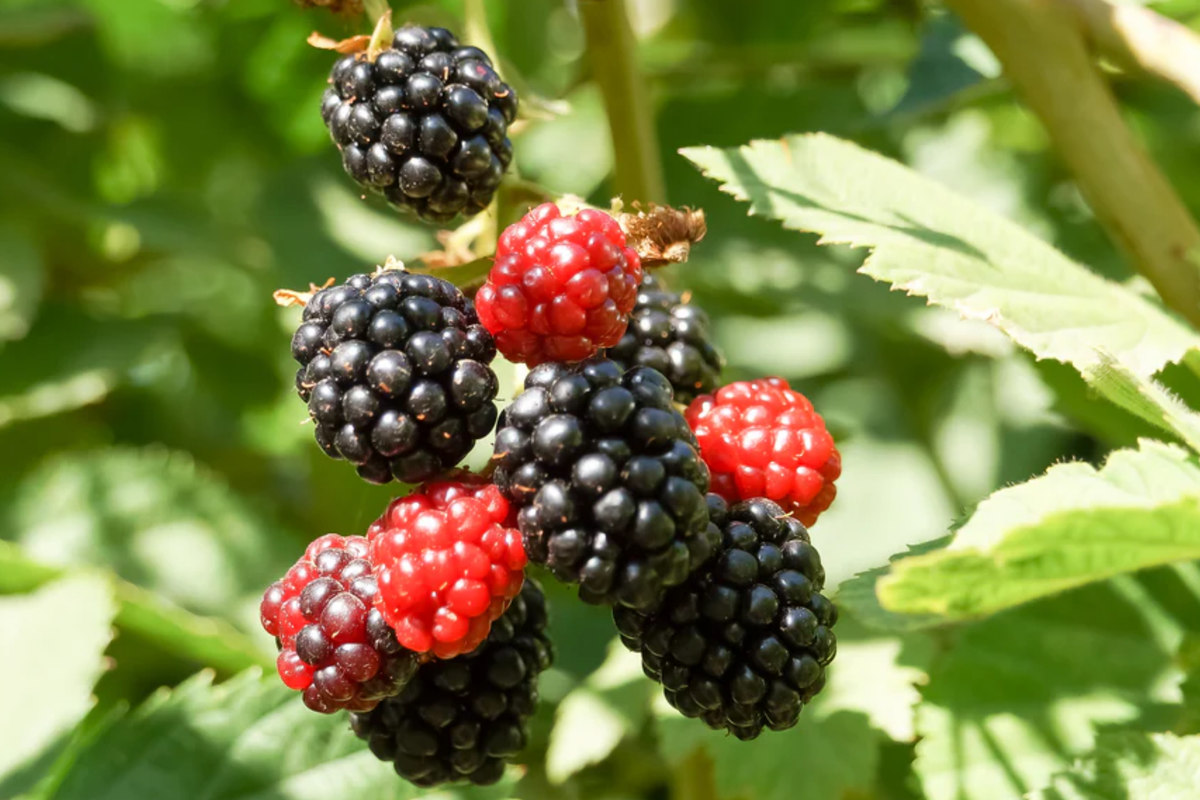 Apache Thornless Blackberry Plants (3 Bare Root) - Rubus fruticosus 'Apache' Starter Plants