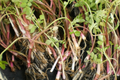 Oenanthe javanica (Water Celery) Bare Root Plants - 17, 5"-6" - Minari, Korean Watercress
