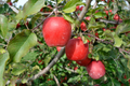 Gala Apple Tree - Bare Root 2-3 ft, Spring Planting, Zones 5-8