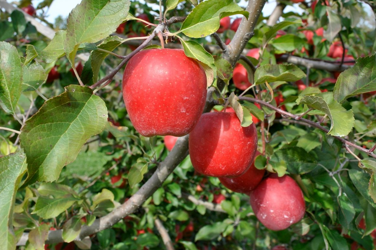 Gala Apple Tree - Bare Root 2-3 ft, Spring Planting, Zones 5-8