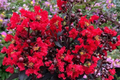 Red Rocket Crape Myrtle Trees (2ft) Bare Root, 2 Pack - Zones 7-9