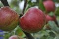 JonaGold Apple Tree (2-3ft) Bare Root | Cold Hardy Zones 4-8 | Sweet-Tart Apples