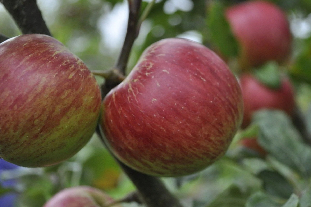 JonaGold Apple Tree (2-3ft) Bare Root | Cold Hardy Zones 4-8 | Sweet-Tart Apples