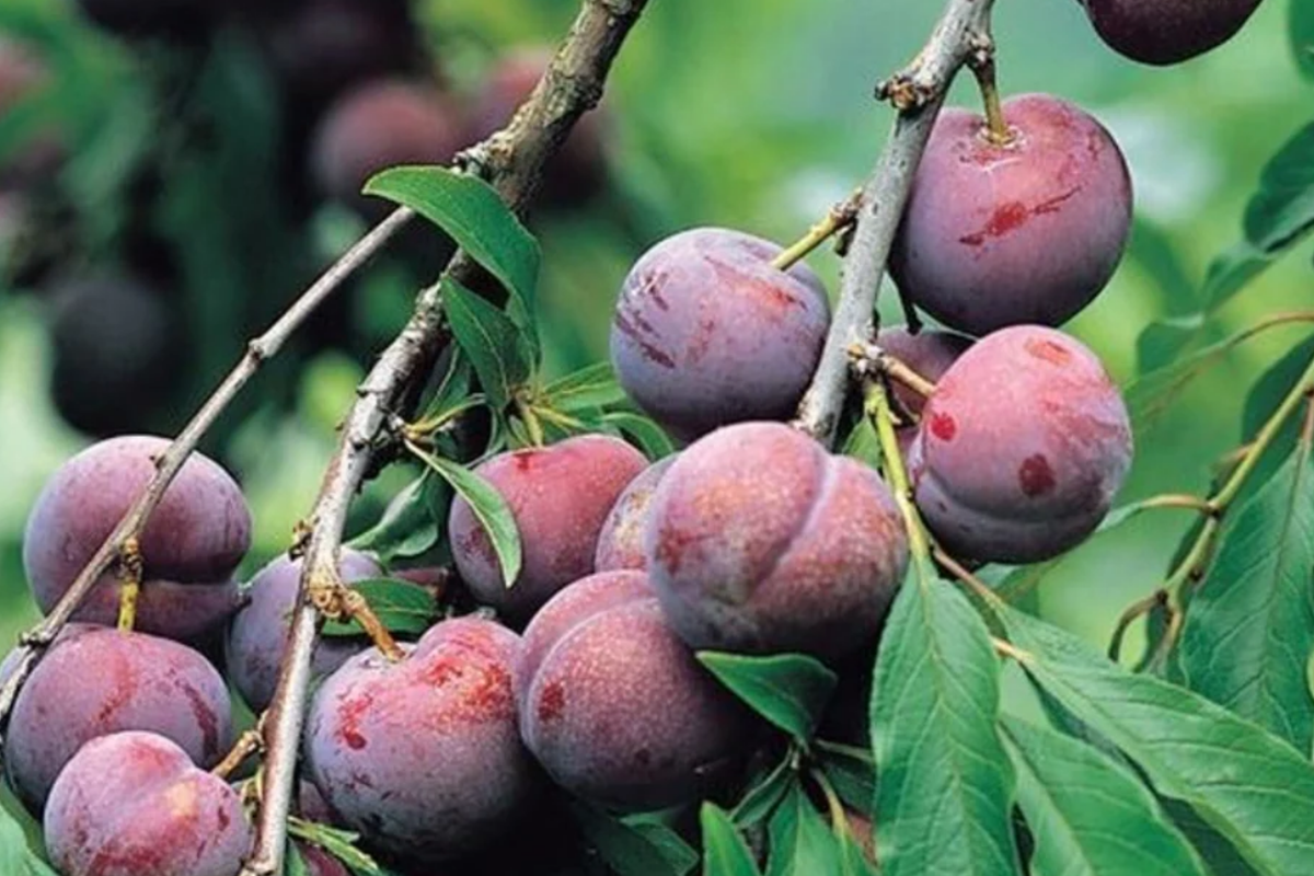 Santa Rosa Plum Tree - Bare Root 2ft | Self-Fruitful Japanese Plum Prunus salicina