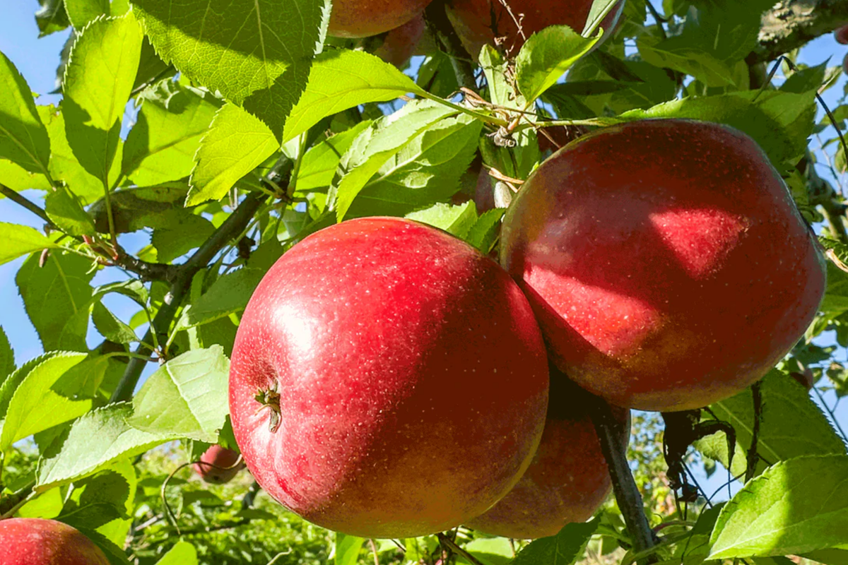 Fuji Apple Tree Live Plant - Bare Root Semi-Dwarf, 2-3 ft, Zones 4-9