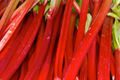 Victoria Rhubarb Crown - Bare Root, Starter Plant for Pies & Jams