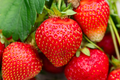 Jewel Strawberry Plants - Bare Root Starter Plant