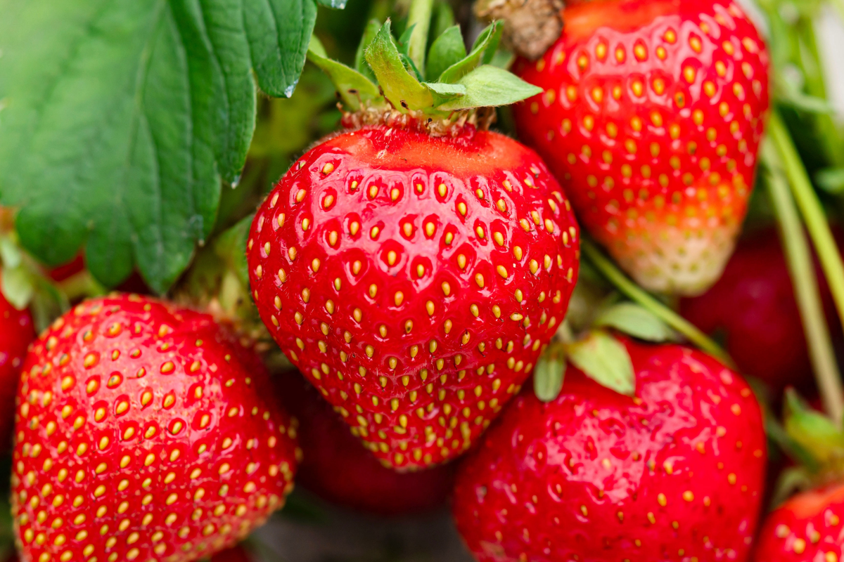 Jewel Strawberry Plants - Bare Root Starter Plant