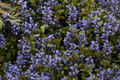 Ajuga Chocolate Chip Bugleweed - 3 Bare Root Starter Plants, Ground Cover