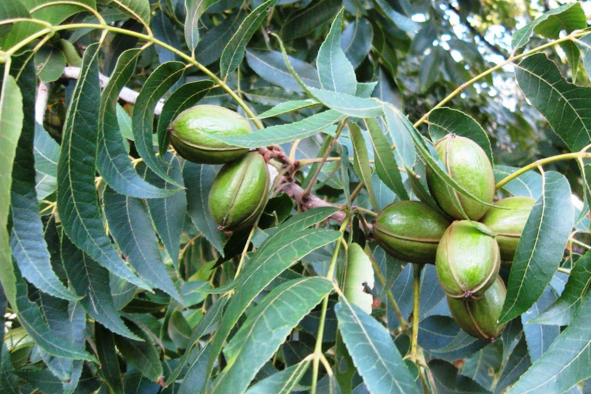 Hardy Pecan Tree Seedlings (Bare Root) — 2 Live Carya illinoinensis Starter Plants