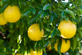 Trifoliate Orange Rootstock (15 Bare Root Plants) - Poncirus trifoliata 3-6" Tall