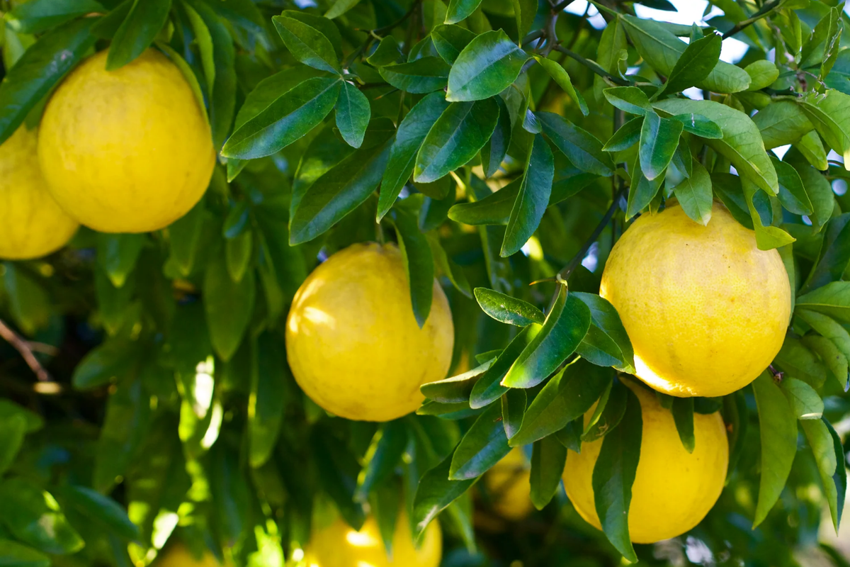Trifoliate Orange Rootstock (15 Bare Root Plants) - Poncirus trifoliata 3-6" Tall