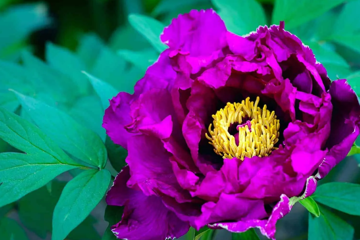 Dark Purple Peony Bare Root (2+ Eyes) - Large Double Blooms, Zones 3-8
