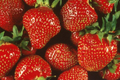 Quinault Everbearing Strawberry Plants - 25 Bareroot Plants, Zones 4-9