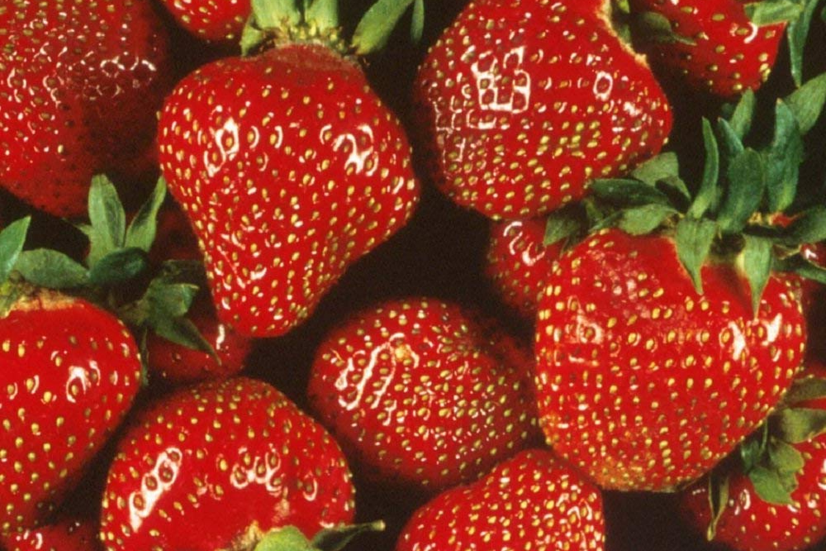Quinault Everbearing Strawberry Plants - 25 Bareroot Plants, Zones 4-9