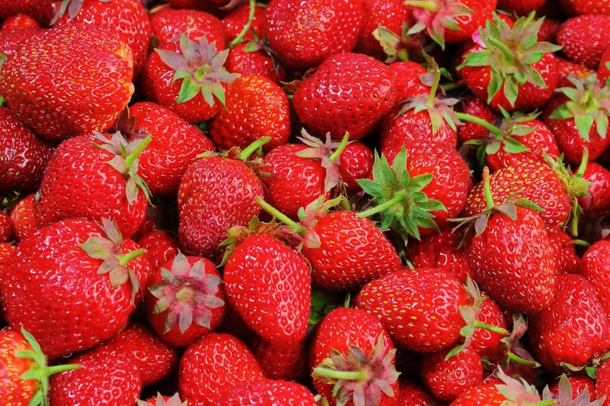Ozark Beauty Everbearer Strawberry Plants - 25 Bareroot Starter Plants, Zones 3-8