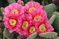 Opuntia Hybrid Watermelon Prickly Pear Cactus - 1 Rooted Cutting, Pink Blooms, Winter Hardy