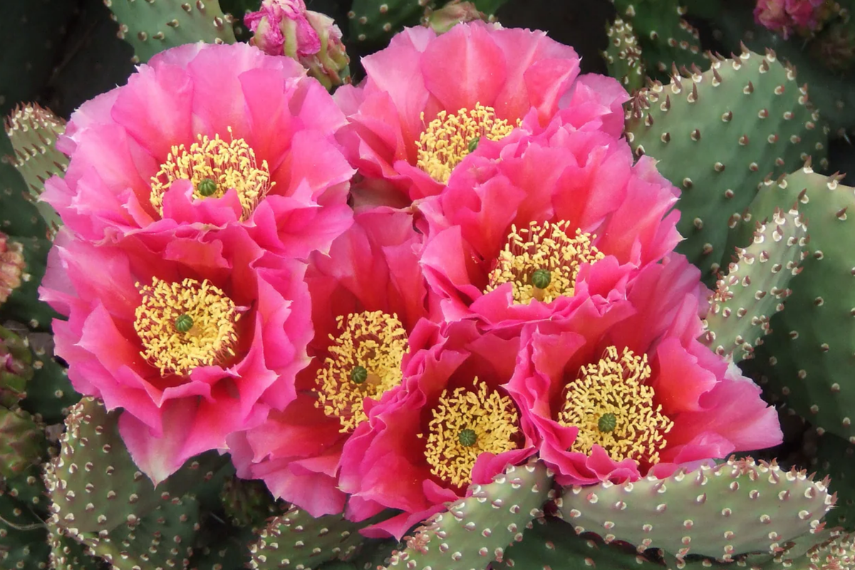 Opuntia Hybrid Watermelon Prickly Pear Cactus - 1 Rooted Cutting, Pink Blooms, Winter Hardy