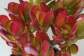Red Akai Jade Succulent Cutting (Crassula Ovata) - 5-6" Unrooted, Propagation