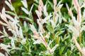 Dappled Willow Cutting Salix integra 'Hakuro Nishiki' - Variegated Foliage, Twisting Branches