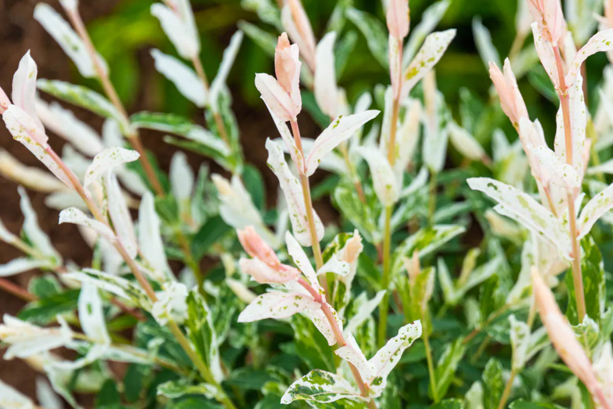 Dappled Willow Cutting Salix integra 'Hakuro Nishiki' - Variegated Foliage, Twisting Branches