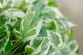 Pothos Pearls and Jade - 3 Unrooted Cuttings | Variegated Devil's Ivy
