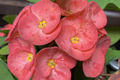 Rainbow Crown of Thorns Cutting (Unrooted) - Euphorbia milii Starter Plant