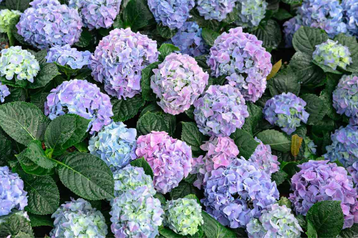 Deep Blue Hydrangea Cuttings (Unrooted) - 10 Fresh Starter Plants