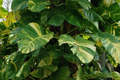 Giant Variegated Golden Pothos - 3-Node Climbing Cutting (Hawaiian Grown) Starter Plant