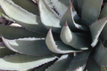 Agave lechuguilla 10-Leaf Cutting - Rare Desert Succulent Starter Plant
