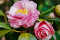 Camellia sinensis Tea Plant - Live 8-10" Starter Plant (Zones 6-10)