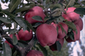 Arkansas Black Apple Tree - 2-3 ft Starter Plant, Cold-Hardy