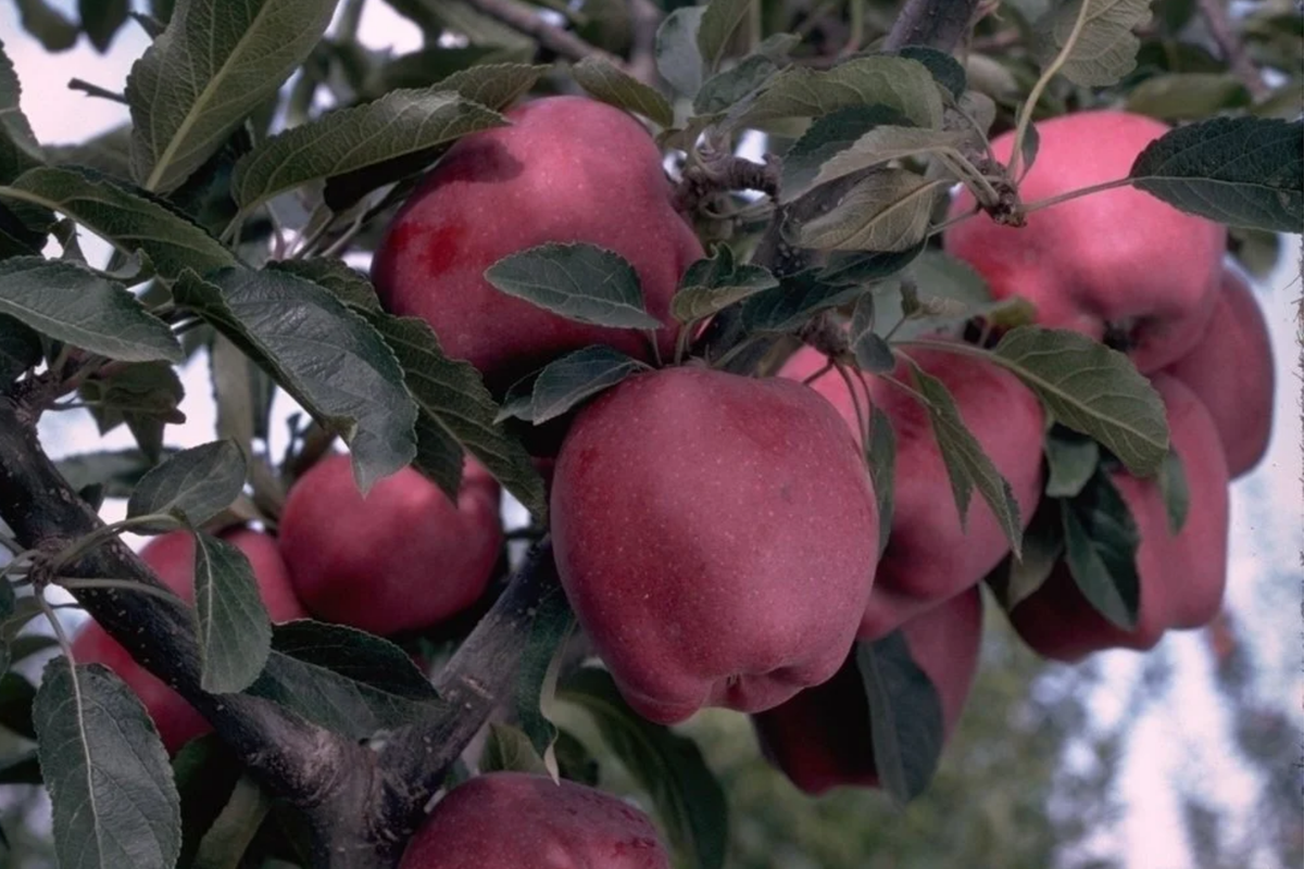 Arkansas Black Apple Tree - 2-3 ft Starter Plant, Cold-Hardy