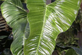 Philodendron lupinum Live Plant - Well-Rooted Climbing Aroid in 2.75-4 in Pot
