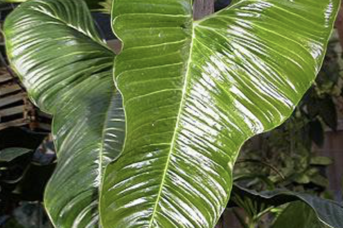 Philodendron lupinum Live Plant - Well-Rooted Climbing Aroid in 2.75-4 in Pot