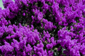 Purple Crape Myrtle Plants - 2 Live Bare Root Starter Trees, 1 ft tall
