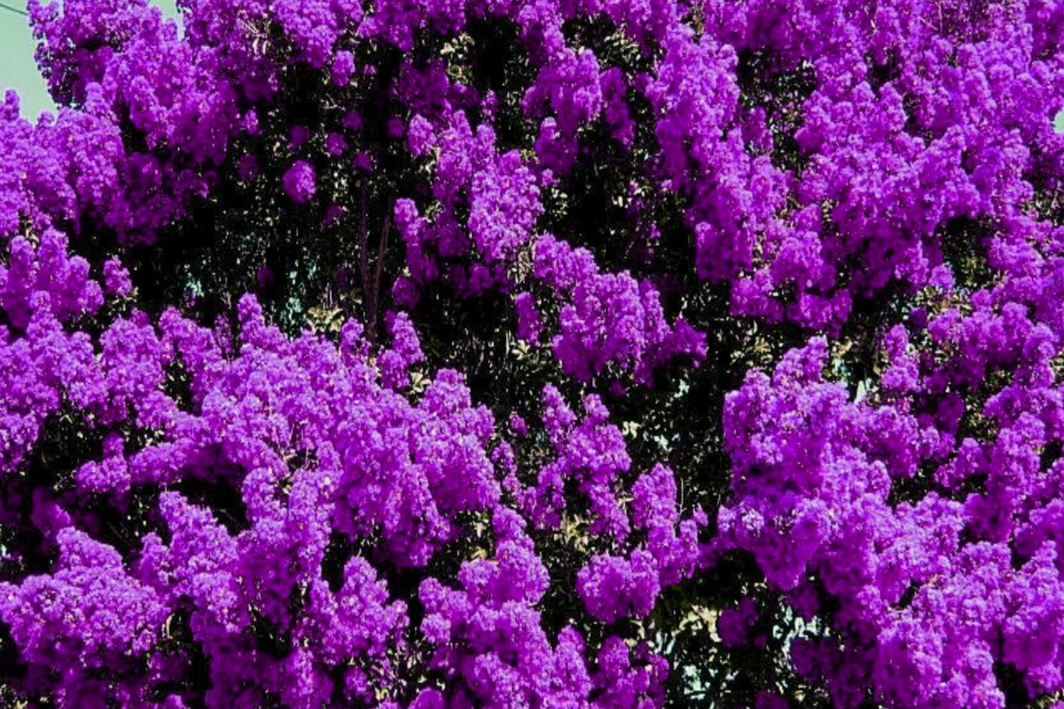 Purple Crape Myrtle Plants - 2 Live Bare Root Starter Trees, 1 ft tall