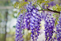 Blue Chinese Wisteria Tree - 1-2ft Bare Root Live Plant for Trellis & Arbors