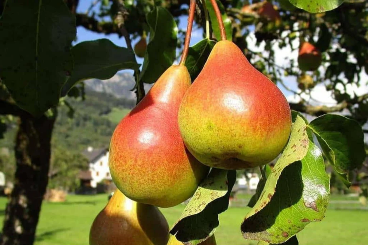 Moon Glow Pear Tree – Bare Root Starter Plant, 2ft Tall, Full Sun, Cold-Hardy