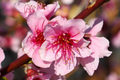 Red Haven Peach Tree - Two 2 Ft Dwarf Bare Root Starter Plants, Pink Blossoms, Disease-Resistant