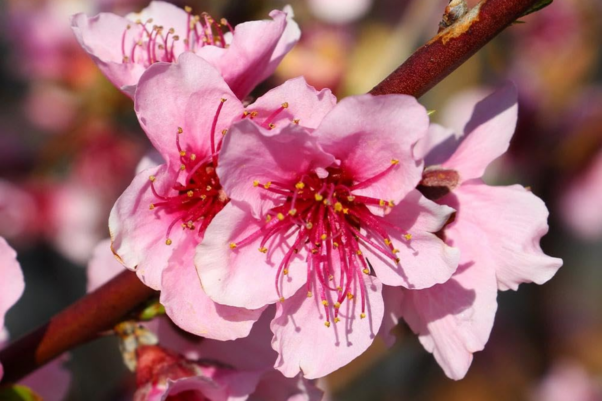 Red Haven Peach Tree - Two 2 Ft Dwarf Bare Root Starter Plants, Pink Blossoms, Disease-Resistant