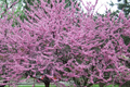Eastern Redbud Tree - 2+ ft tall, Purple Flowers, Zone 4-8, Ready to Plant