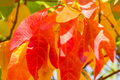 Sassafras Trees (2-Pack) - Bare Root, 1-2 ft Tall, Aromatic Leaves, Fast Growing