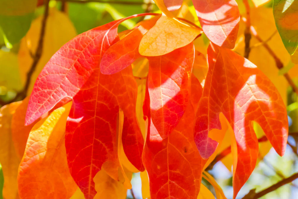 Sassafras Trees (2-Pack) - Bare Root, 1-2 ft Tall, Aromatic Leaves, Fast Growing