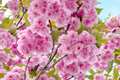 Kwanzan Flowering Cherry Tree - 1-2 Ft Bare Root, Pink Blooms, Zone 5-9