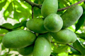 Pawpaw Tree | 1-2 ft Live Deciduous Fruit Tree | Asimina triloba