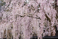 Weeping Cherry Tree - Bare Root, 2-3 ft Tall, Spring Blooms, Zone 5