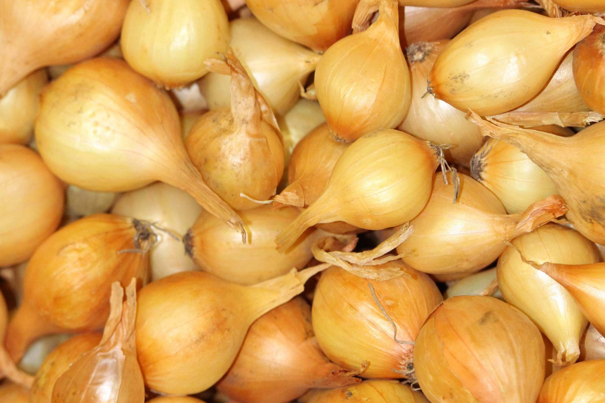 Yellow Onion Sets (Stuttgarter) - 8 oz (40-60 Bulbs) Non-GMO | Easy to Grow & Store
