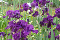 Veronica Iris (For Veronica) - Quart Pot Perennial, Wine-Black Blooms, 38" Tall